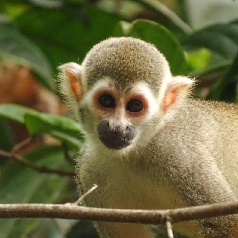Zoom sur le Saïmiri, ou singe écureuil, un des singes les plus courant de Guyane !