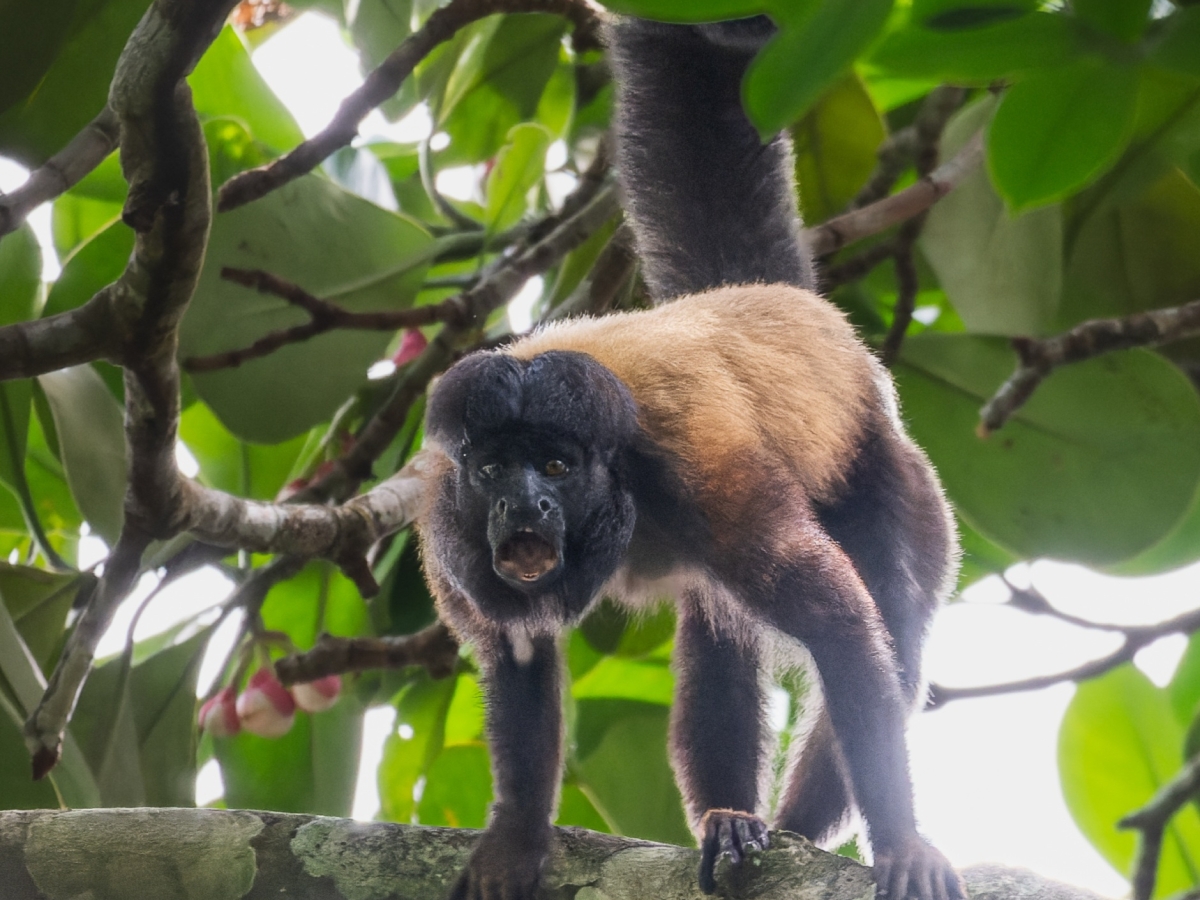 Le singe le plus difficile à observer en Guyane !